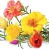 Best Sæt med 3 produkter. Click & Grow Smart Garden refill Moss Rose 3 stk Blomster