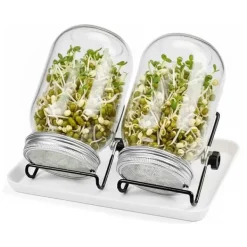 New Sæt med spireglas, 16,5x10 cm, glas Kit Til Plante- & Urtedyrkning