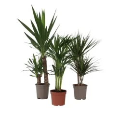 Online Sæt med store indendørs palmer - Sæt med 3 - Højde 70-90cm - ⌀17cm Krukkeplanter Indendørs