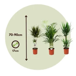 Online Sæt med store indendørs palmer - Sæt med 3 - Højde 70-90cm - ⌀17cm Krukkeplanter Indendørs