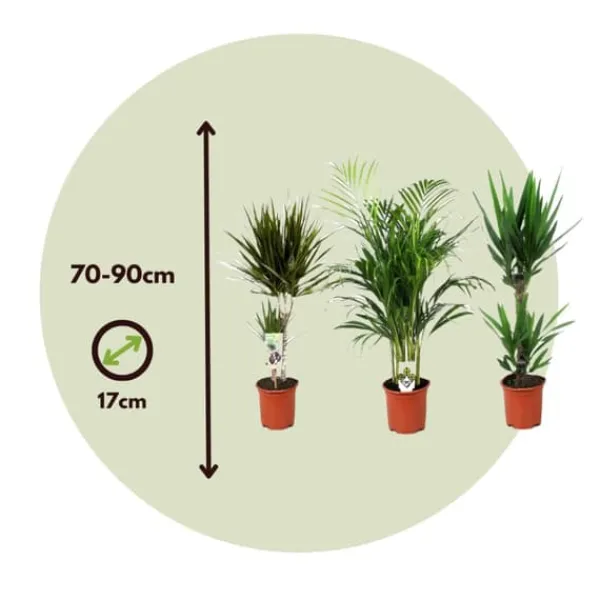 Online Sæt med store indendørs palmer - Sæt med 3 - Højde 70-90cm - ⌀17cm Krukkeplanter Indendørs