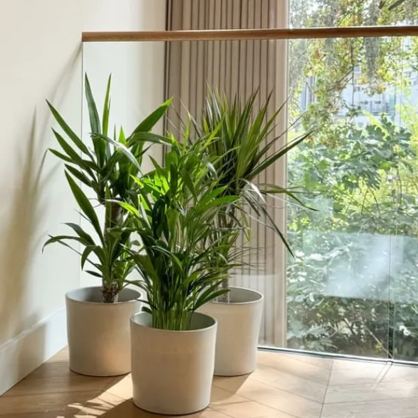 Online Sæt med store indendørs palmer - Sæt med 3 - Højde 70-90cm - ⌀17cm Krukkeplanter Indendørs