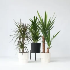 Online Sæt med store indendørs palmer - Sæt med 3 - Højde 70-90cm - ⌀17cm Krukkeplanter Indendørs