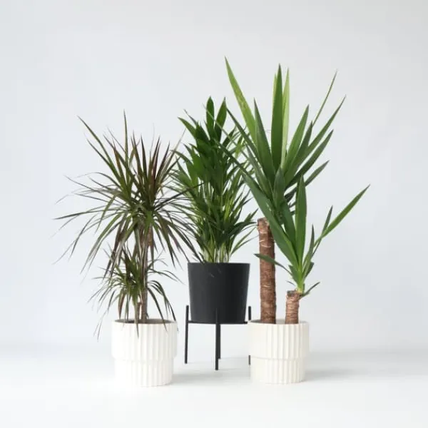 Online Sæt med store indendørs palmer - Sæt med 3 - Højde 70-90cm - ⌀17cm Krukkeplanter Indendørs