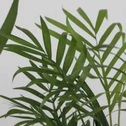 Online Sæt med store indendørs palmer - Sæt med 3 - Højde 70-90cm - ⌀17cm Krukkeplanter Indendørs