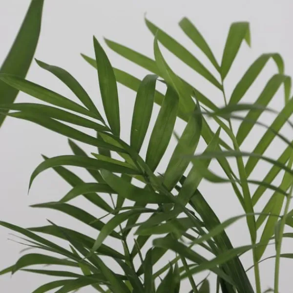 Online Sæt med store indendørs palmer - Sæt med 3 - Højde 70-90cm - ⌀17cm Krukkeplanter Indendørs