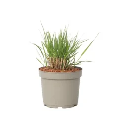 Krukkeplanter Indendørs^Staudehirse - Panicum virgatum 'Heavy Metal' - Højde 40-60cm - ⌀23cm