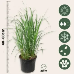 Krukkeplanter Indendørs^Staudehirse - Panicum virgatum 'Heavy Metal' - Højde 40-60cm - ⌀23cm