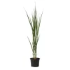 Outlet Staudehirse - Panicum virgatum 'Northwind' - Højde 40-60cm - ⌀23cm Krukkeplanter Indendørs