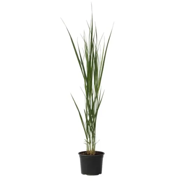 Outlet Staudehirse - Panicum virgatum 'Northwind' - Højde 40-60cm - ⌀23cm Krukkeplanter Indendørs