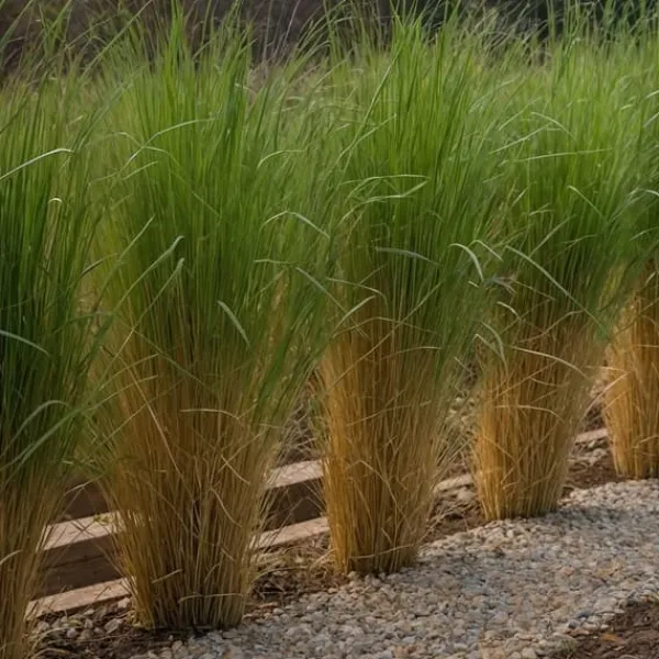 Outlet Staudehirse - Panicum virgatum 'Northwind' - Højde 40-60cm - ⌀23cm Krukkeplanter Indendørs