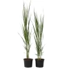 Outlet Staudehirse - Sæt med 2 - Panicum virgatum 'Northwind' - Højde 40-60cm - ⌀23cm Haveplanter