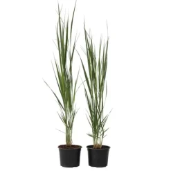 Outlet Staudehirse - Sæt med 2 - Panicum virgatum 'Northwind' - Højde 40-60cm - ⌀23cm Haveplanter