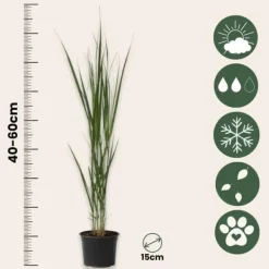 Outlet Staudehirse - Sæt med 2 - Panicum virgatum 'Northwind' - Højde 40-60cm - ⌀23cm Haveplanter