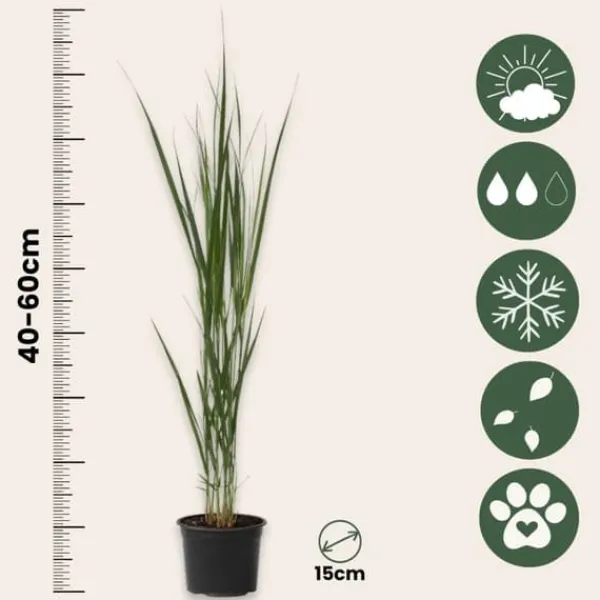 Outlet Staudehirse - Sæt med 2 - Panicum virgatum 'Northwind' - Højde 40-60cm - ⌀23cm Haveplanter
