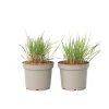 New Staudehirse - Sæt med 2 - Panicum 'Heavy Metal' - Højde 40-60cm - ⌀23cm Krukkeplanter Indendørs