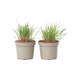 New Staudehirse - Sæt med 2 - Panicum 'Heavy Metal' - Højde 40-60cm - ⌀23cm Krukkeplanter Indendørs