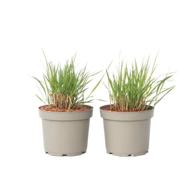 New Staudehirse - Sæt med 2 - Panicum 'Heavy Metal' - Højde 40-60cm - ⌀23cm Krukkeplanter Indendørs