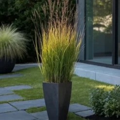 New Staudehirse - Sæt med 2 - Panicum 'Heavy Metal' - Højde 40-60cm - ⌀23cm Krukkeplanter Indendørs