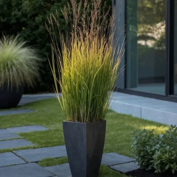 New Staudehirse - Sæt med 2 - Panicum 'Heavy Metal' - Højde 40-60cm - ⌀23cm Krukkeplanter Indendørs