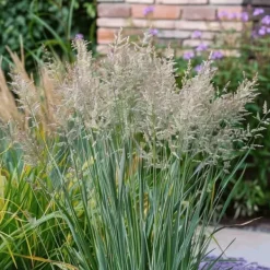 New Staudehirse - Sæt med 2 - Panicum 'Heavy Metal' - Højde 40-60cm - ⌀23cm Krukkeplanter Indendørs