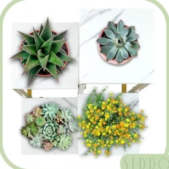 Online Stående blomsterstativ, metalhylde, blomsterstativ, planter, potter, 4 niveauer Krukker & Plantebeholdere