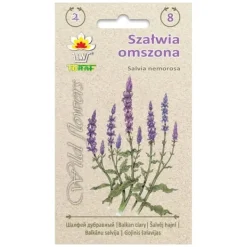 Steppesalviefrø - Lang blomstrende staude med lilla blomsteraks Frø
