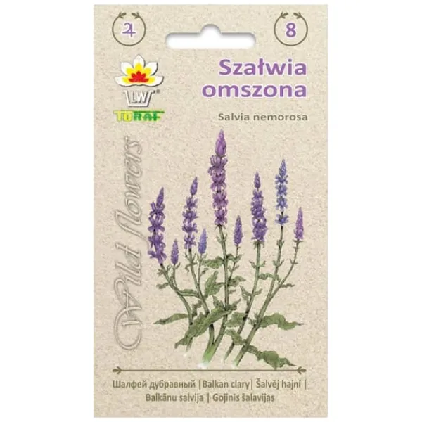 Steppesalviefrø - Lang blomstrende staude med lilla blomsteraks Frø