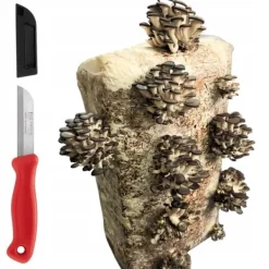 Kit Til Plante- & Urtedyrkning^Østershattemyceliumballe 15 kg hjemmedyrkning hurtig høst + gratis