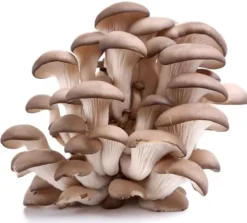 Kit Til Plante- & Urtedyrkning^Østershattemyceliumballe 15 kg hjemmedyrkning hurtig høst + gratis
