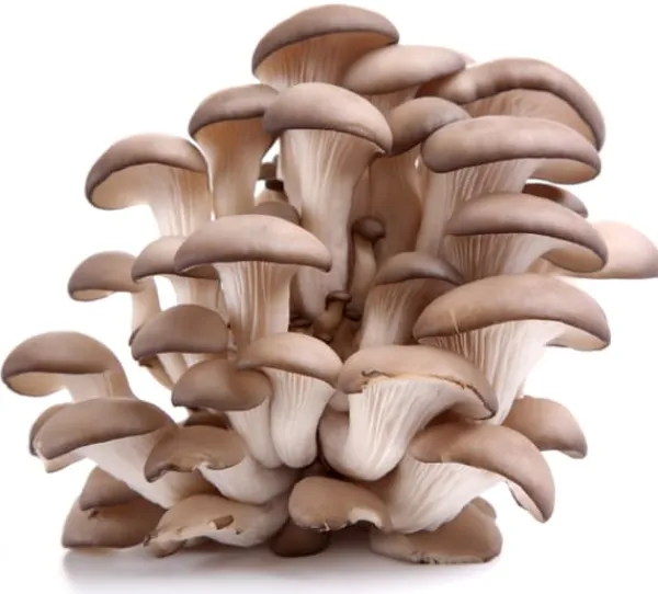 Kit Til Plante- & Urtedyrkning^Østershattemyceliumballe 15 kg hjemmedyrkning hurtig høst + gratis