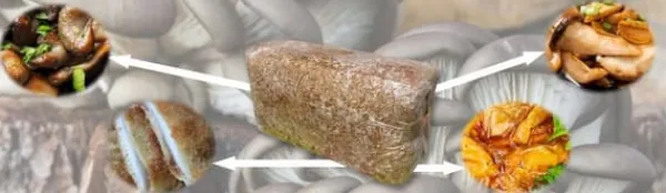 Kit Til Plante- & Urtedyrkning^Østershattemyceliumballe 15 kg hjemmedyrkning hurtig høst + gratis