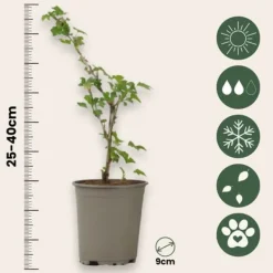 Buskads^Stikkelsbær - 3 stk - Ribes uva- crispa - Højde 25-40cm - ⌀9cm