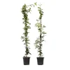 Stjernejasmin - Sæt 2 - Trachelospermum jasminoides - Højde 110-120cm - ⌀17cm Haveplanter