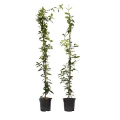 Stjernejasmin - Sæt 2 - Trachelospermum jasminoides - Højde 110-120cm - ⌀17cm Haveplanter