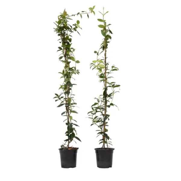 Stjernejasmin - Sæt 2 - Trachelospermum jasminoides - Højde 110-120cm - ⌀17cm Haveplanter