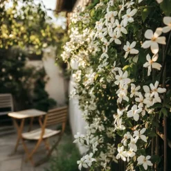 Stjernejasmin - Sæt 2 - Trachelospermum jasminoides - Højde 110-120cm - ⌀17cm Haveplanter
