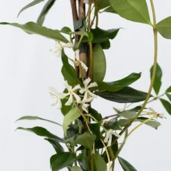 Stjernejasmin - Sæt 2 - Trachelospermum jasminoides - Højde 110-120cm - ⌀17cm Haveplanter