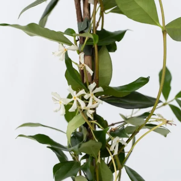 Stjernejasmin - Sæt 2 - Trachelospermum jasminoides - Højde 110-120cm - ⌀17cm Haveplanter