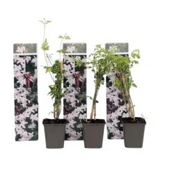 New Stjernejasmin - Sæt med 3 - Jasminum 'Officinale' - Højde 25-40cm - ⌀9cm Krukkeplanter Indendørs