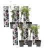 Haveplanter^Stjernejasmin - Sæt med 6 - Jasminum 'Officinale' - Højde 25-40cm - ⌀9cm