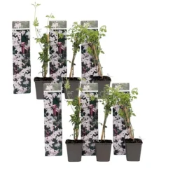 Haveplanter^Stjernejasmin - Sæt med 6 - Jasminum 'Officinale' - Højde 25-40cm - ⌀9cm