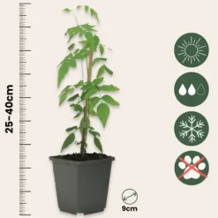 Haveplanter^Stjernejasmin - Sæt med 6 - Jasminum 'Officinale' - Højde 25-40cm - ⌀9cm