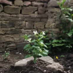 Haveplanter^Stjernejasmin - Sæt med 6 - Jasminum 'Officinale' - Højde 25-40cm - ⌀9cm