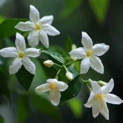 Haveplanter^Stjernejasmin - Sæt med 6 - Jasminum 'Officinale' - Højde 25-40cm - ⌀9cm