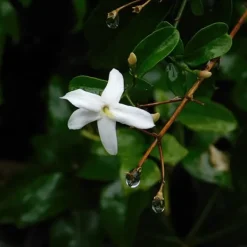 Haveplanter^Stjernejasmin - Sæt med 6 - Jasminum 'Officinale' - Højde 25-40cm - ⌀9cm