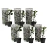 Blomster^Stjernejasmin - Sæt med 6 - Trachelospermum jasminoides - Højde 25-40cm - ⌀9cm