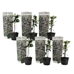 Blomster^Stjernejasmin - Sæt med 6 - Trachelospermum jasminoides - Højde 25-40cm - ⌀9cm