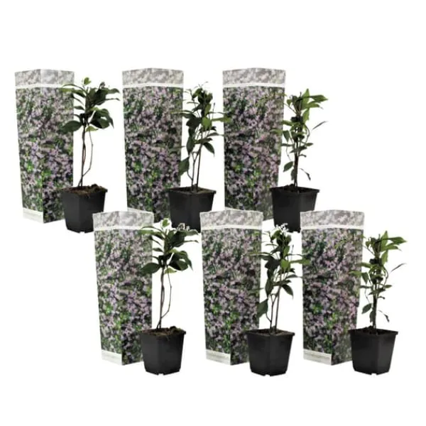 Blomster^Stjernejasmin - Sæt med 6 - Trachelospermum jasminoides - Højde 25-40cm - ⌀9cm