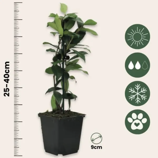 Blomster^Stjernejasmin - Sæt med 6 - Trachelospermum jasminoides - Højde 25-40cm - ⌀9cm